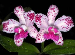 cattleya_amethystoglossa4_cd