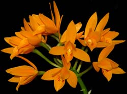 cattleya_aurantiaca_orange2_cd