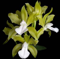 cattleya_bicolor_alba_cd