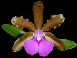 cattleya_fascelis_ws_cd