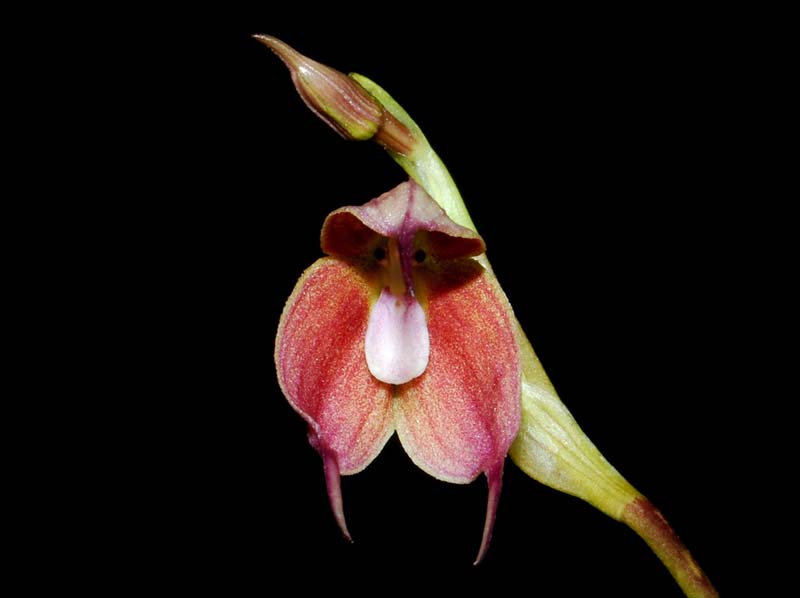 Dracula_triochroma_MG_cd
