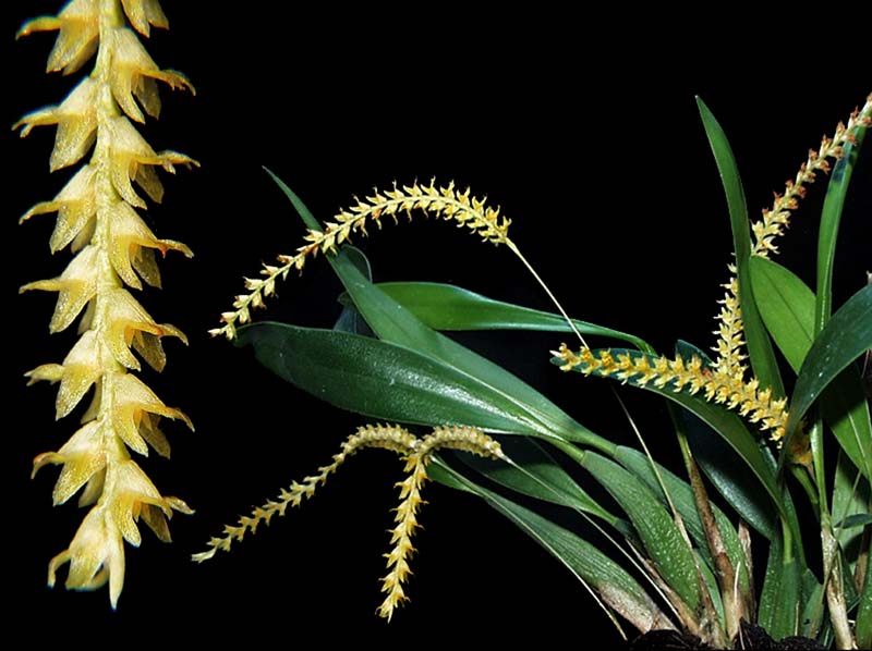 dendrochilum_aureum_cd