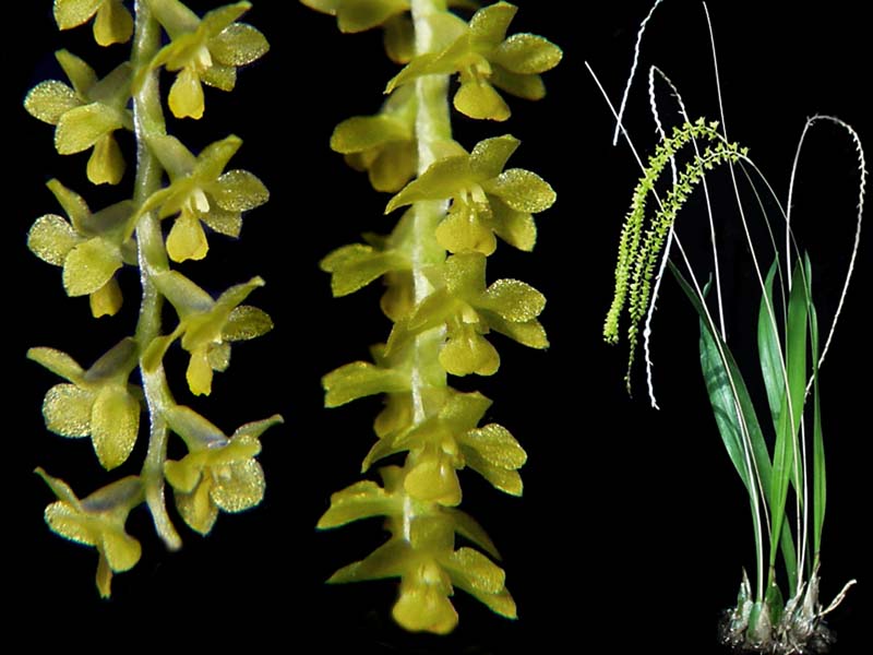 dendrochilum_filiforme_cd