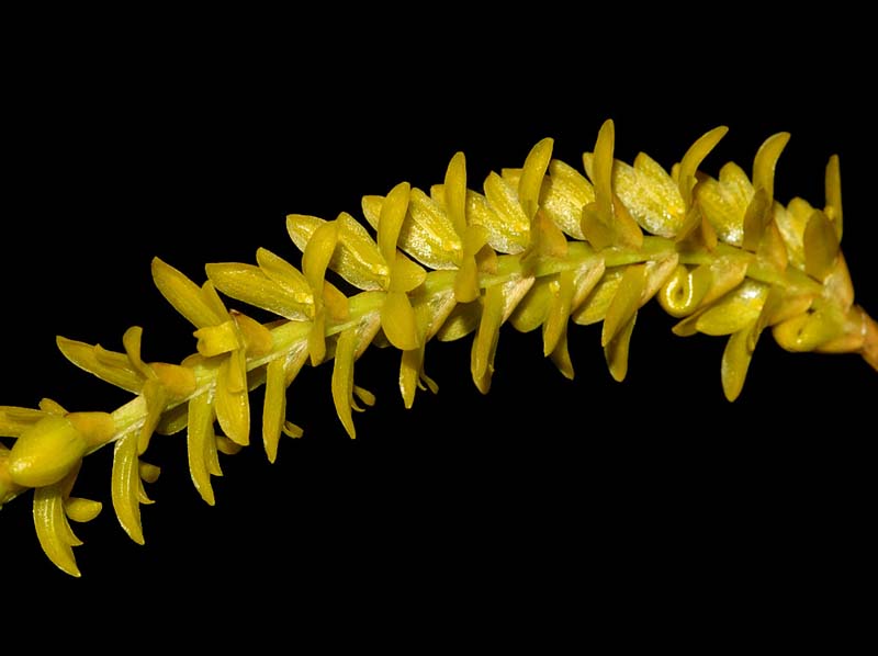 dendrochilum_javieriense_yellow_ws_cd