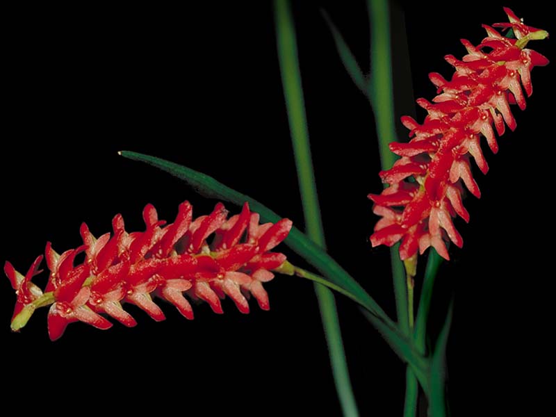 dendrochilum_species_cd