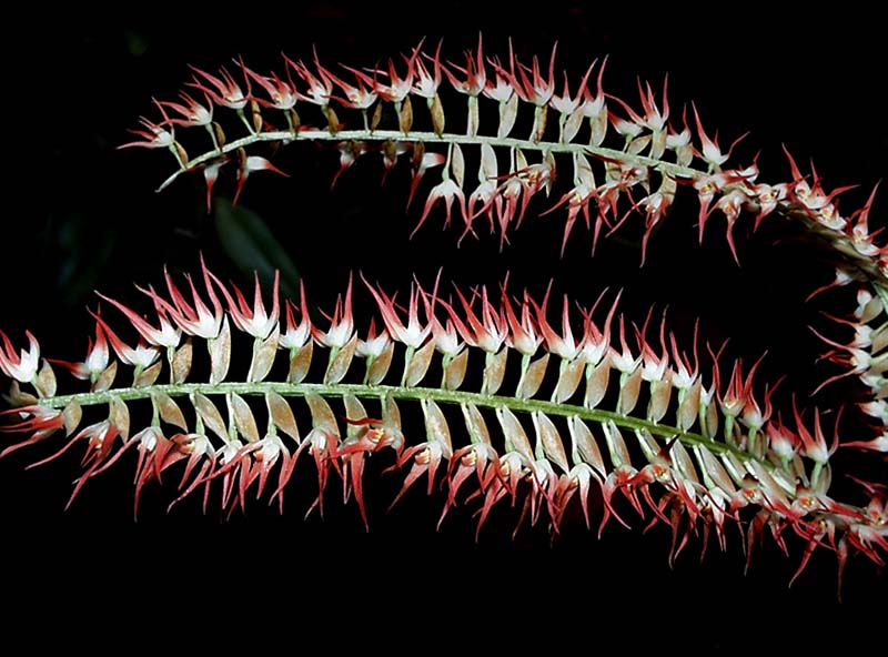 dendrochilum_species_philipp_cd