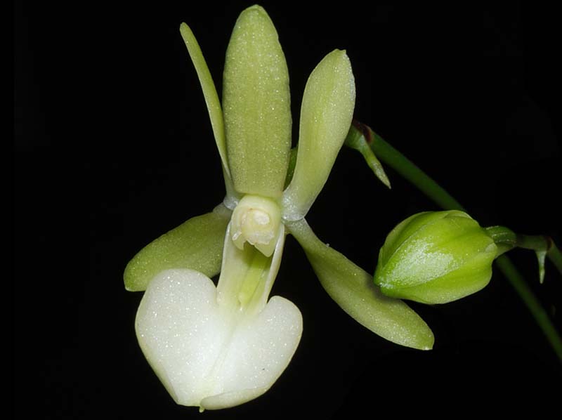 dendrophylax_funalis_ws_cd