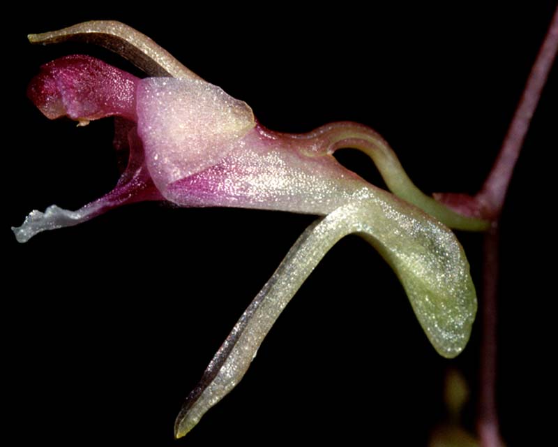 diadenium_barkeri_cd