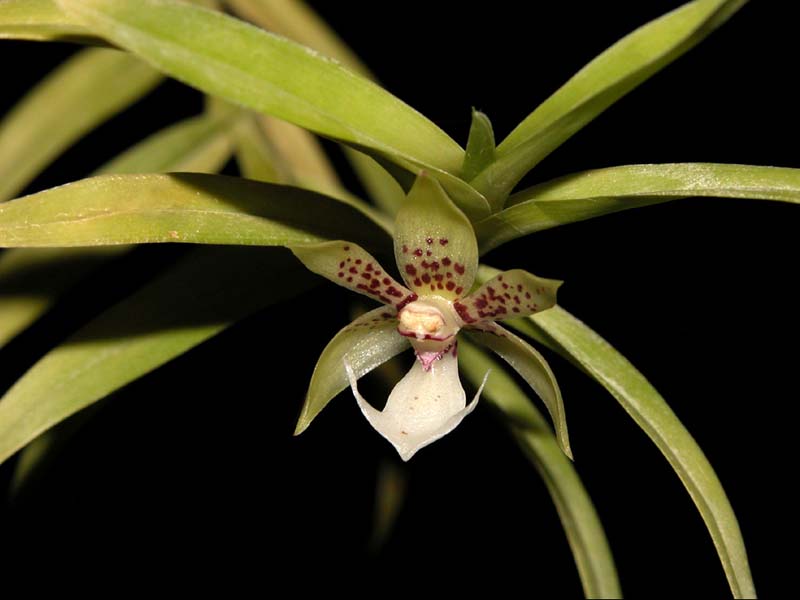 dichaea_#2_cd
