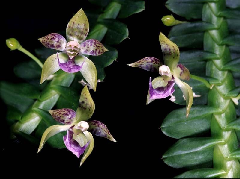 dichaea_longa_cd