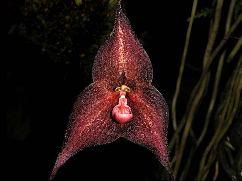 dracula_roezlii_cd