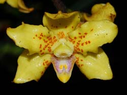 Dimorphorchis_graciliscapa_MG_cd
