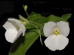 Diplomeris_hirsuta_ws_cd