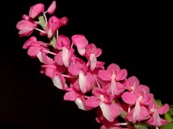 Dyakia_hendersoniana_ws_cd