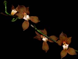 dasyglossum_gracile_cd