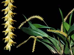 dendrochilum_aureum_cd