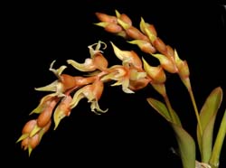 dendrochilum_convallarioides_ws_cd