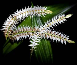 dendrochilum_glumaceum_cd
