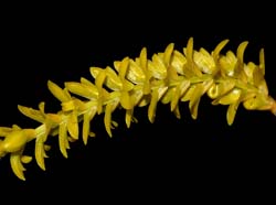 dendrochilum_javieriense_yellow_ws_cd