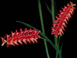 dendrochilum_species_cd