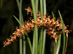 dendrochilum_species_philipp2_cd