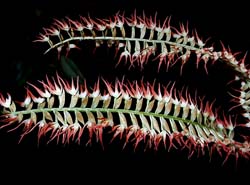 dendrochilum_species_philipp_cd