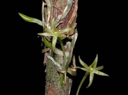 dendrophylax_barrettiae_cd