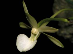 dendrophylax_funalis_cd