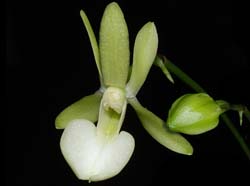 dendrophylax_funalis_ws_cd