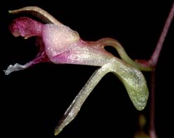 diadenium_barkeri_cd