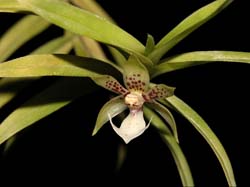 dichaea_#2_cd