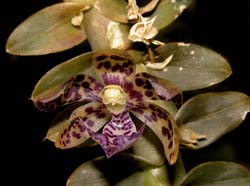 dichaea_laxa_cd