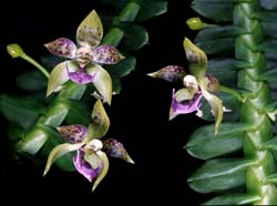 dichaea_longa_cd