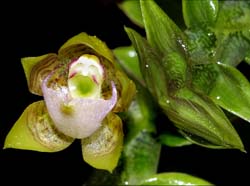 dichaea_spec_cd