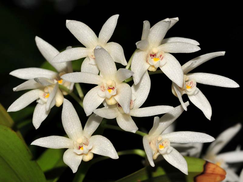 Dendrobium_falcorostrum_IP