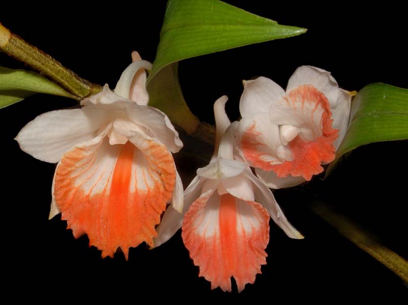 Dendrobium_jaintianum_ws_cd