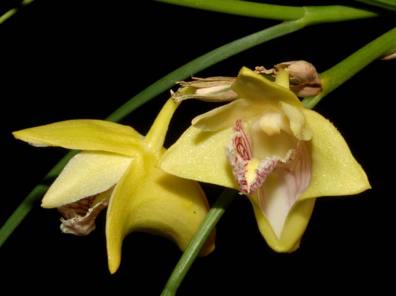 Dendrobium_junceum_ws_cd