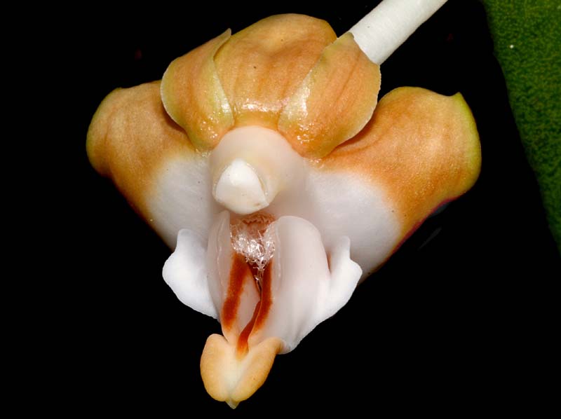 Dendrobium_lambii_ws_cd