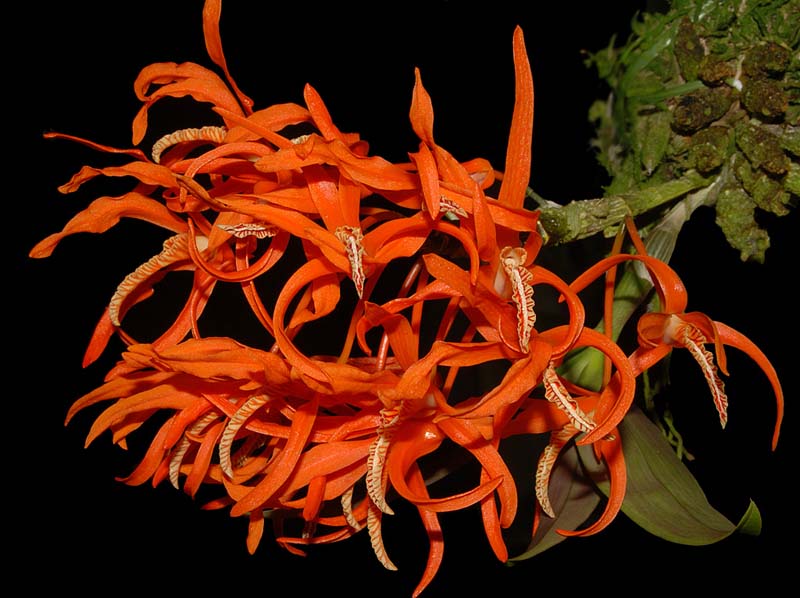Dendrobium_lamyaiae_ws_cd