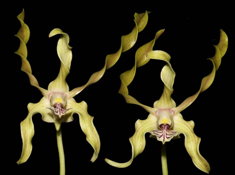 Dendrobium_laxiflorum_ws_cd