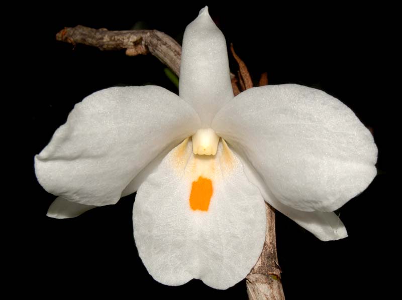 Dendrobium_sculptum2_ws_cd