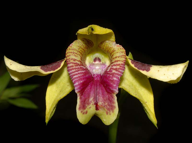Dendrobium_shiraishii_WS_cd
