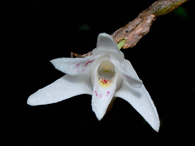 Dendrobium_tridentatum_MG_cd