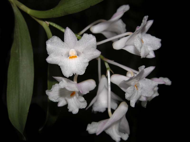 dendrobium_aegle_ws_cd