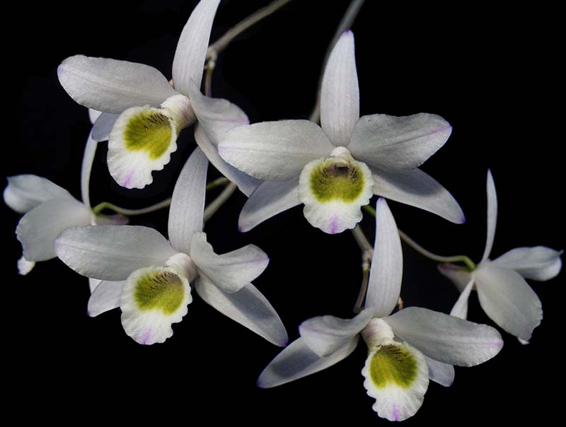 dendrobium_aemoenum_cd