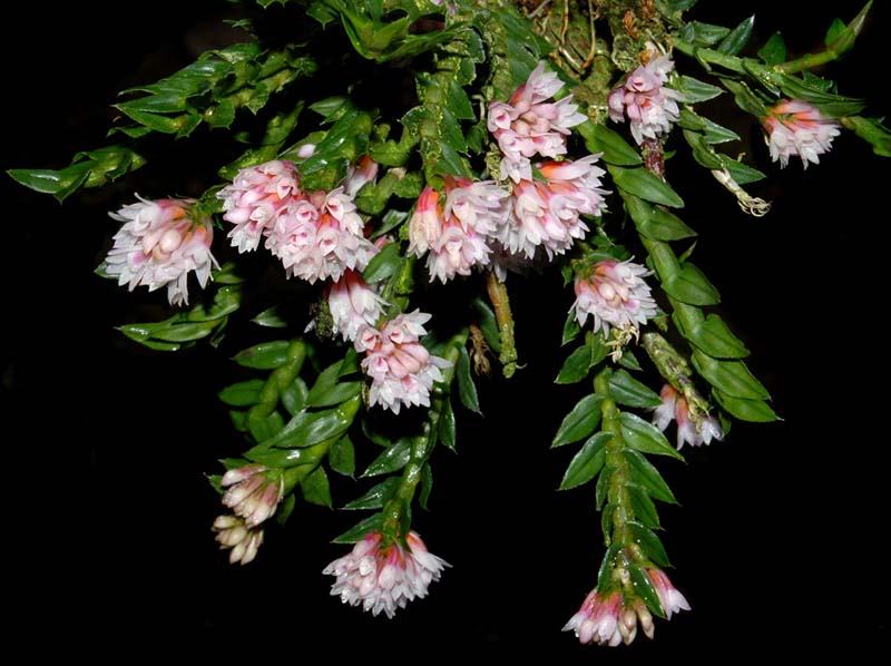 dendrobium_alaticaulinum_ws_cd