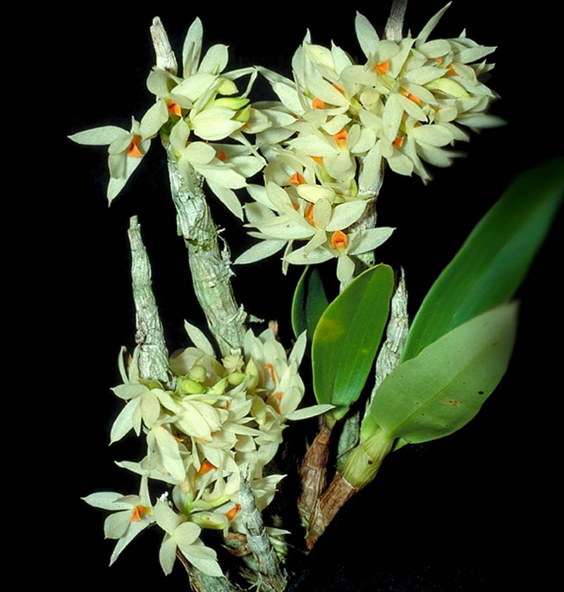 dendrobium_bracteosumsemialba_cd