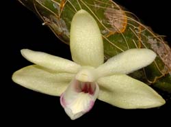 Dendrobium_bicolense_ws_cd