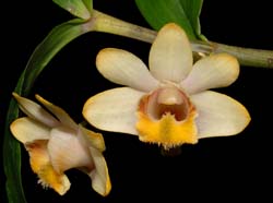 Dendrobium_chittimae_ws_cd