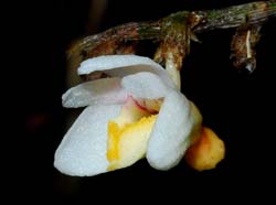Dendrobium_cymbulipes_mg_cd